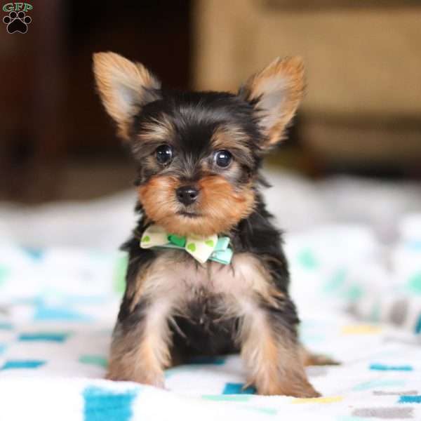 Dylan, Yorkie Puppy